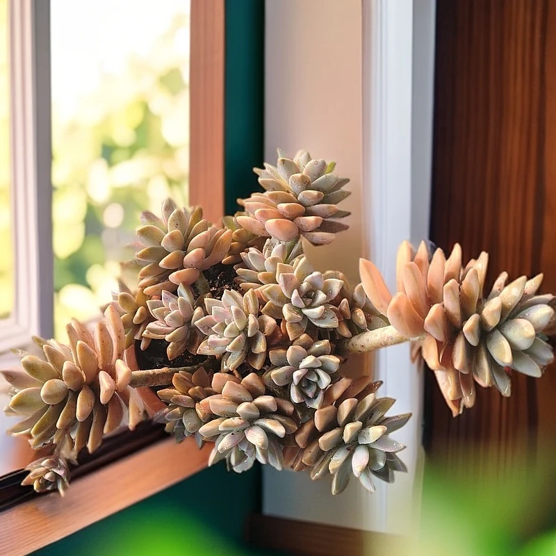 （满15包邮）230#淡雪 多肉植物脱土  以直播展示为准