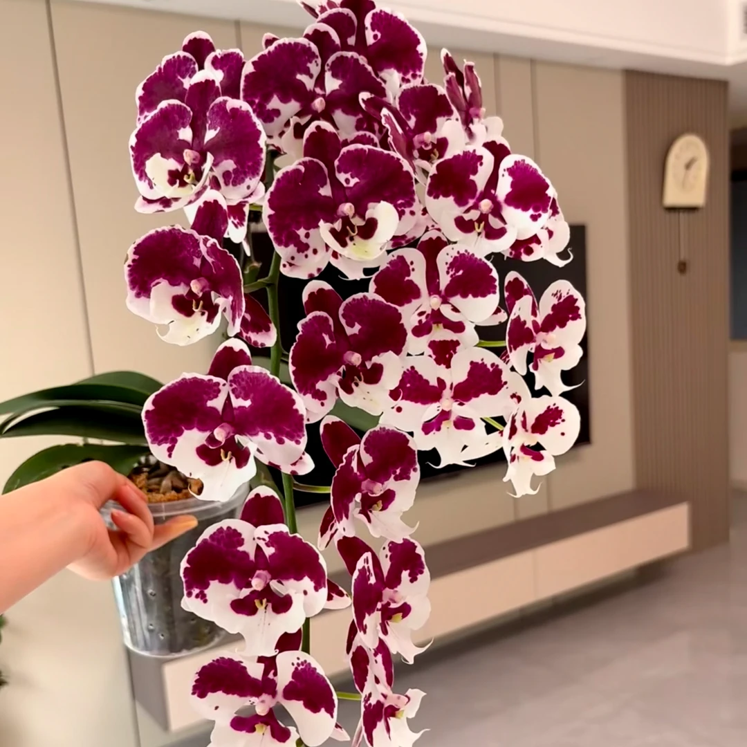 老板卖花记 蝴蝶兰苗子(一千零一夜)