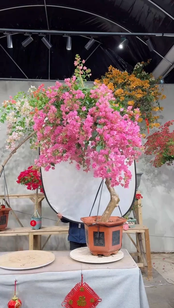 【闪购商品】盆景丽人