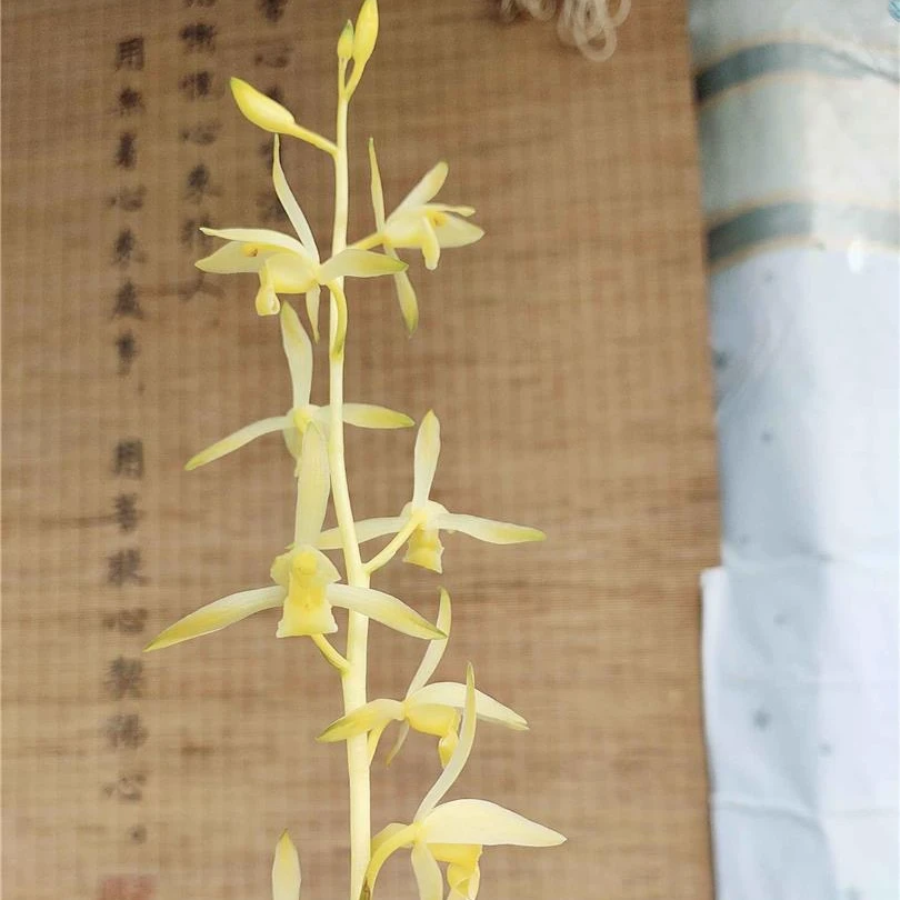 【墨兰皇妃】包三个月售后  终身对版