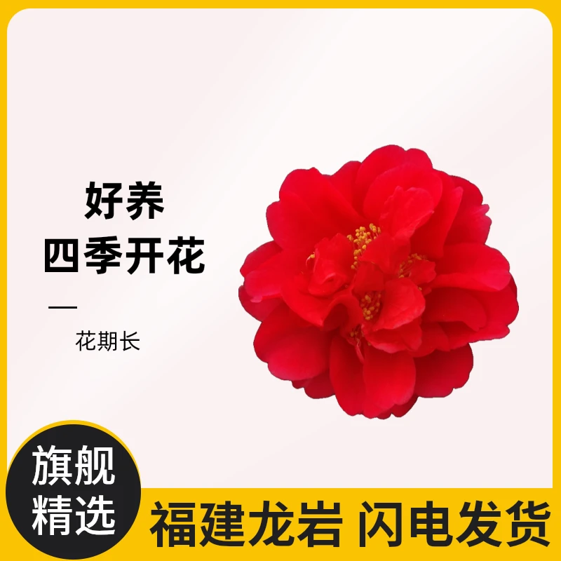 佰豪新四季山茶花开不断盆栽室内植物阳台花卉庭院绿植花期长好养