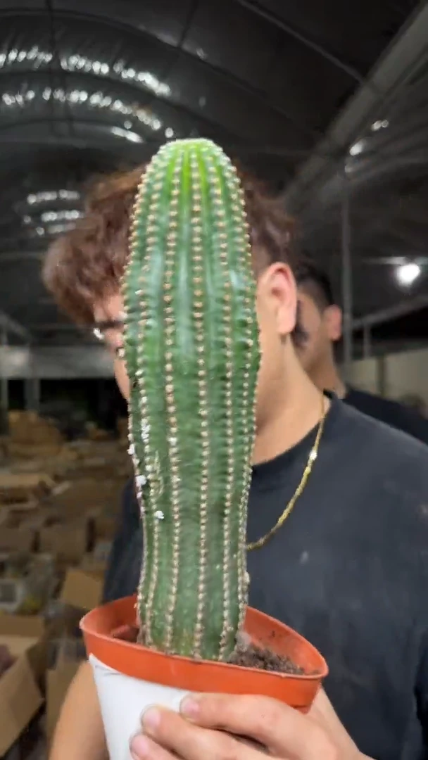 高13-20cm 黑金刚【实生根】不指定带花苞