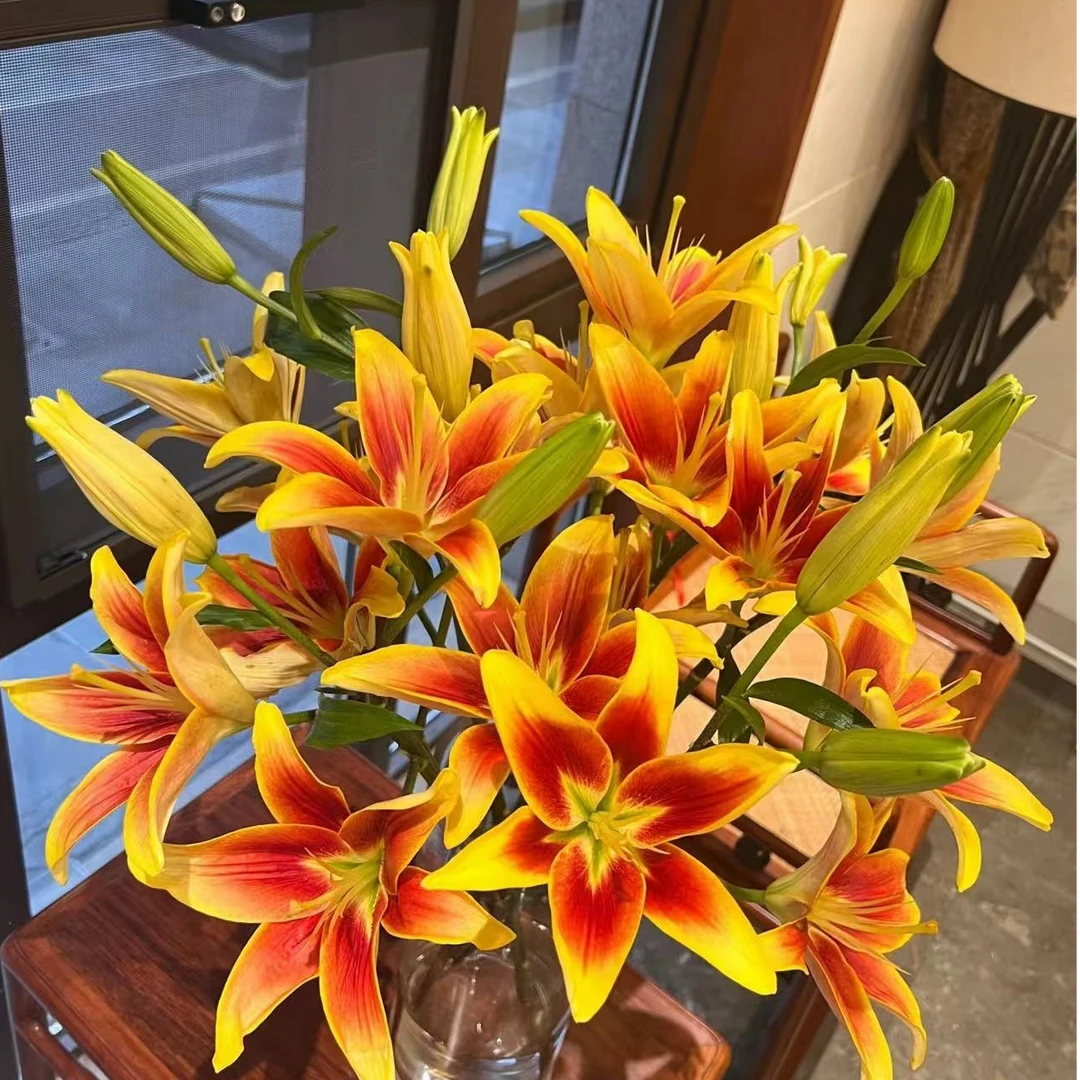 【皇冠】单瓣百合 鲜花