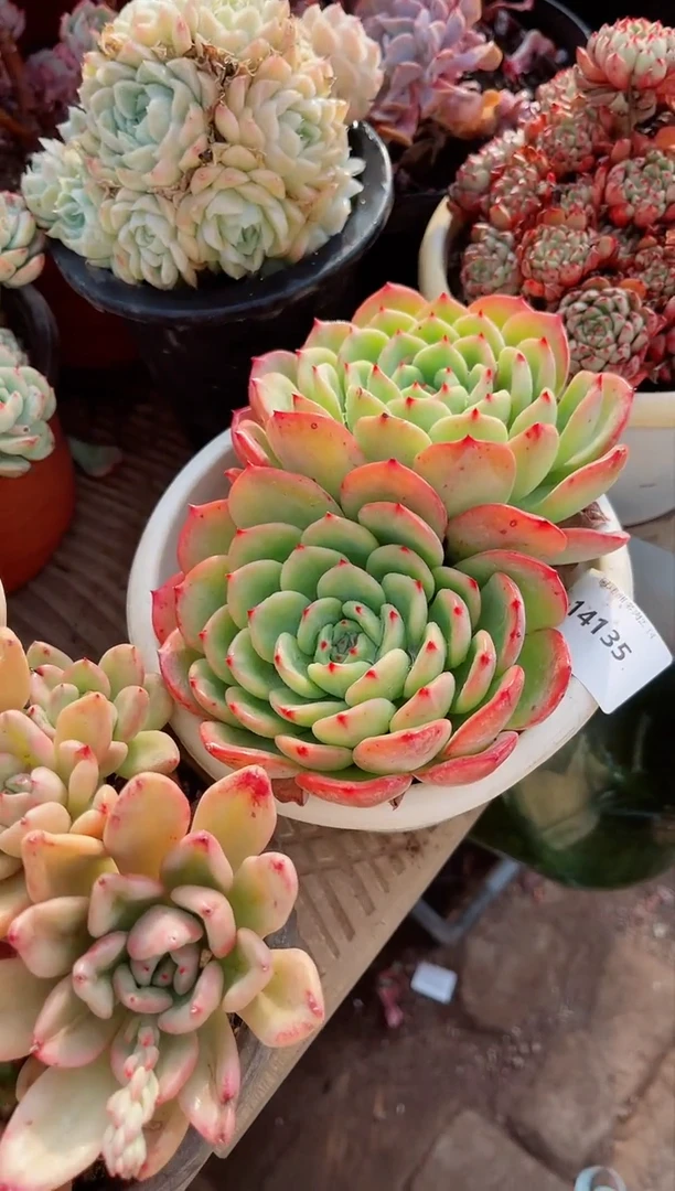 【闪购商品】14135