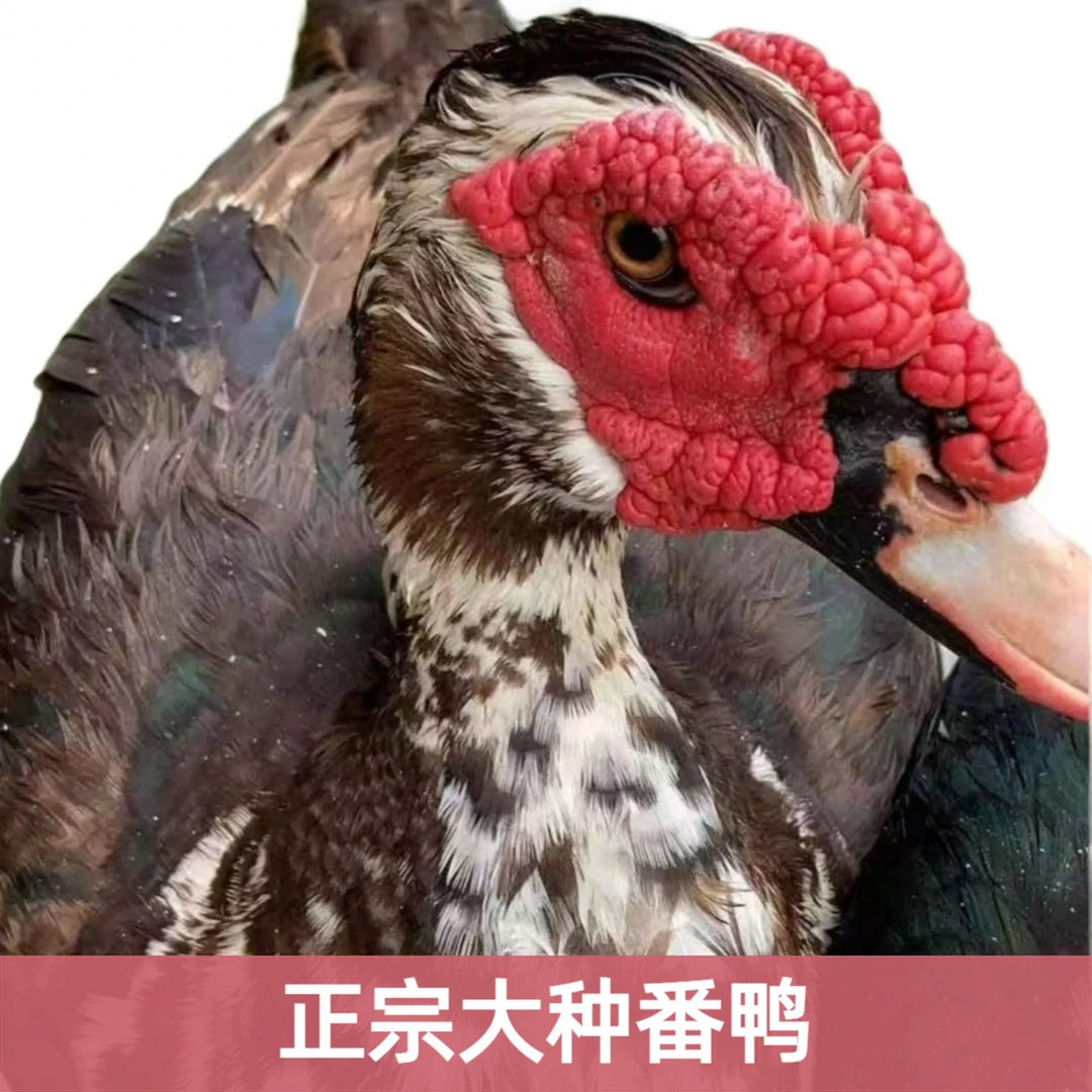 宠物鸭大种红头番鸭西洋鸭旱鸭豚鸭正宗番鸭出壳苗活体发货