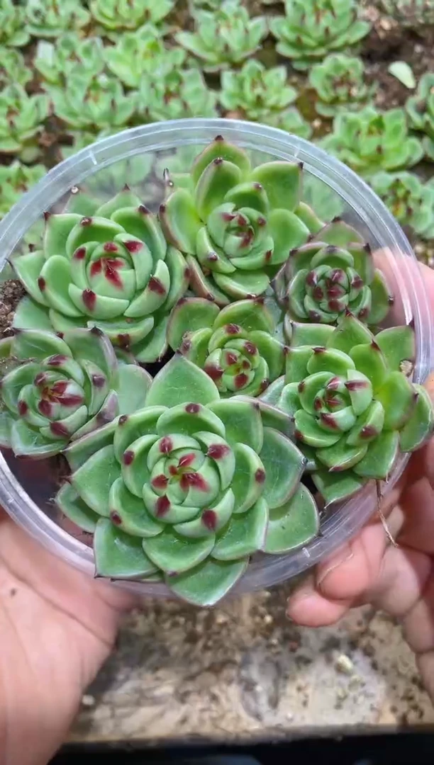 020蓝龙       量拍