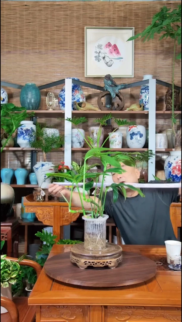无花朵水之韵水培植物麒麟尾