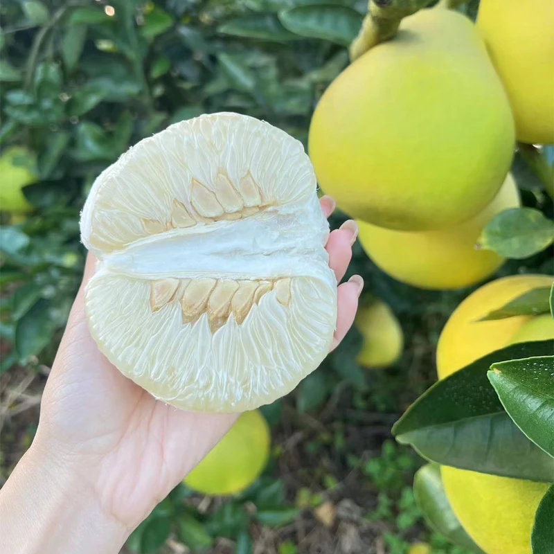 太阳果江西井冈蜜柚白柚金兰柚水分足可食率高京东包邮产地直发