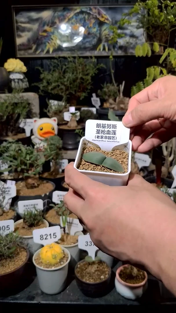 号1215福利植物朗基努斯圣枪血莲