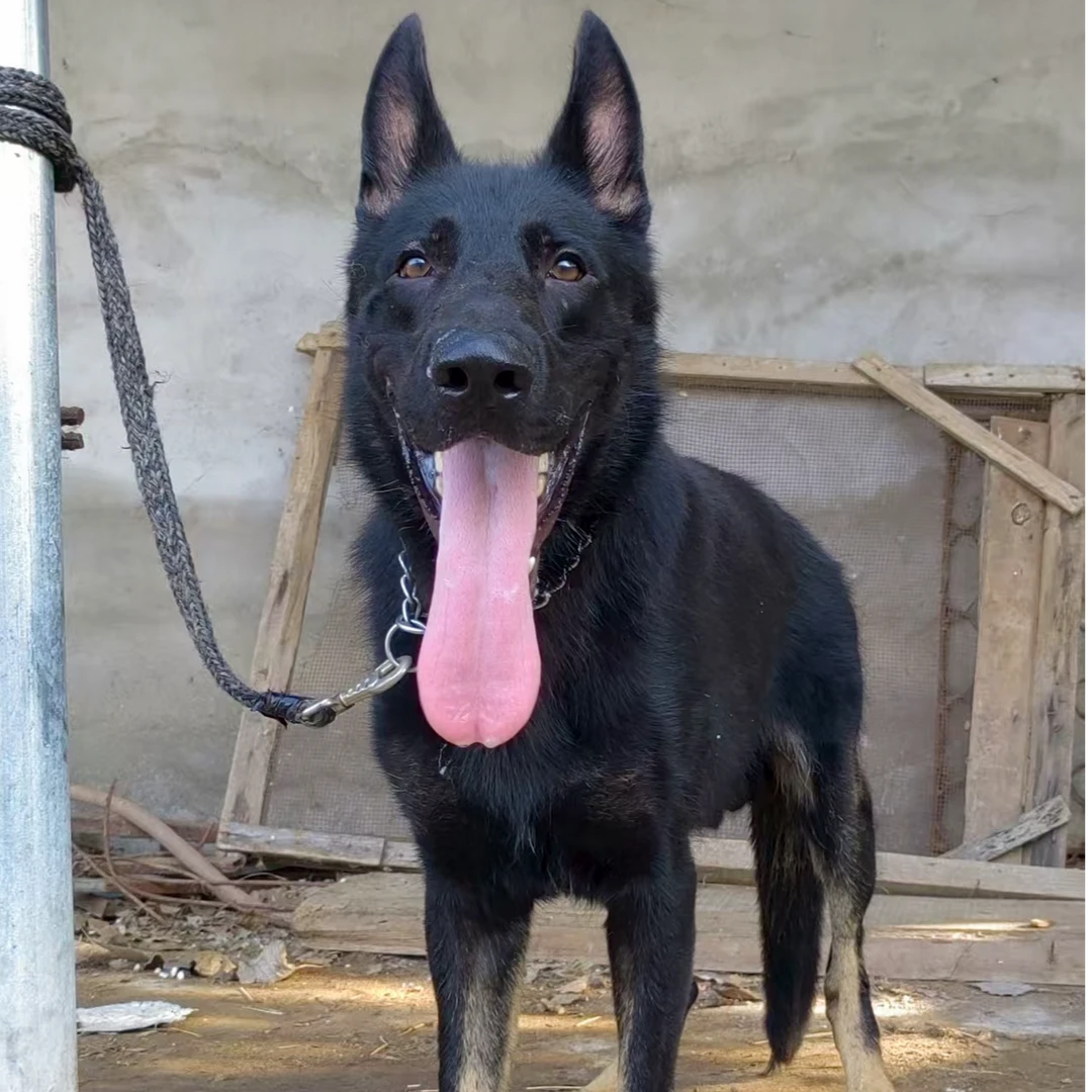 东德牧羊犬幼犬纯种大型犬活体疫苗齐全