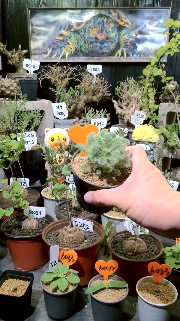 号1114福利羽叶杨奎