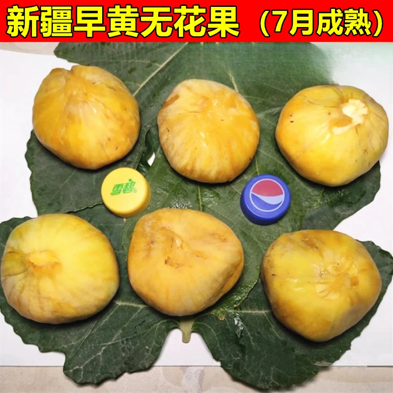 新疆早黄无花果树苗 盆栽地栽无花果苗 当年结果南方北方种植