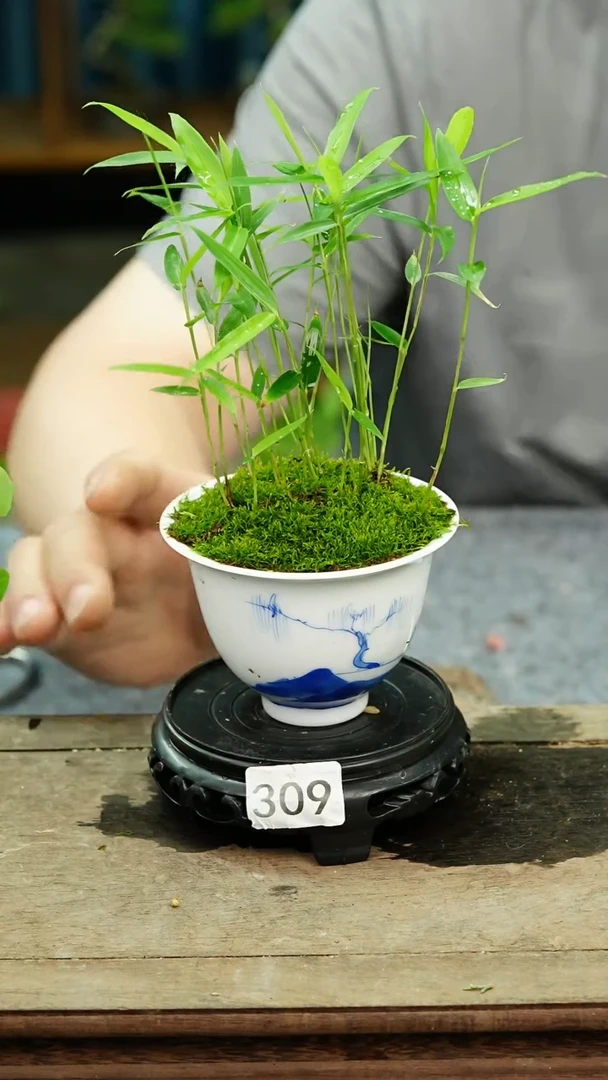 无花朵苔藓微景观309号