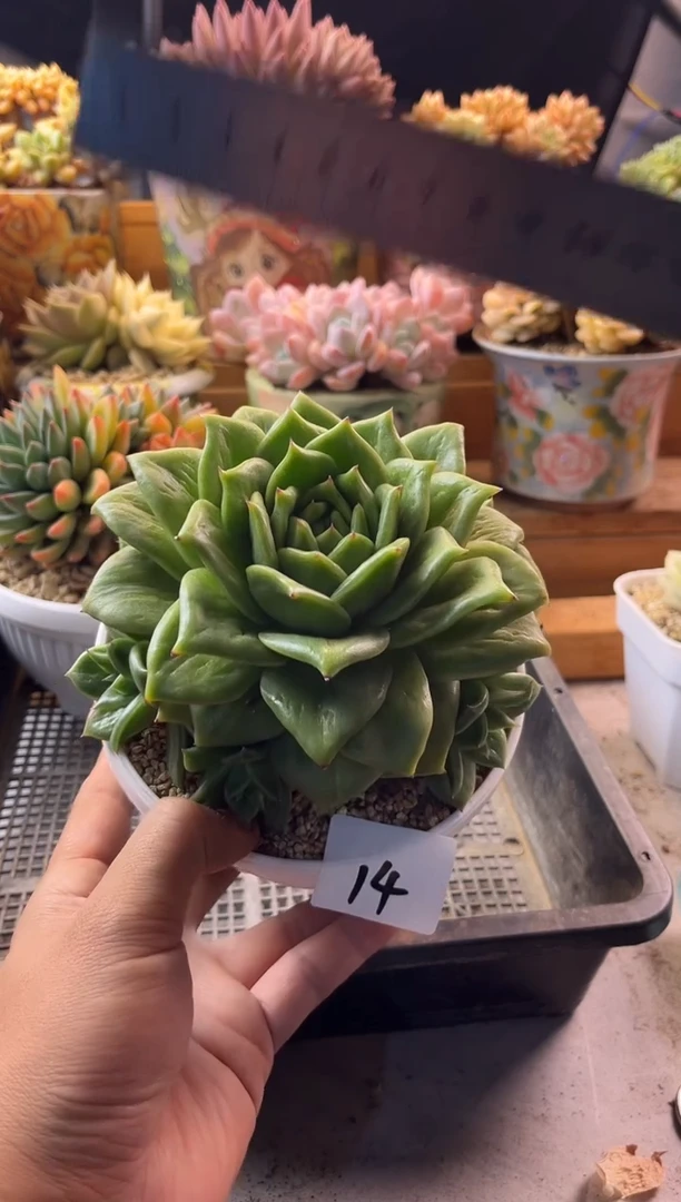 9.23-11蔷薇玛利亚11111111