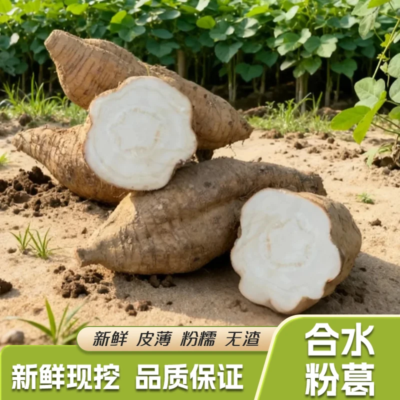 正宗现挖合水新鲜粉葛农产品葛根蔬菜水果清甜粉糯无渣正品保证