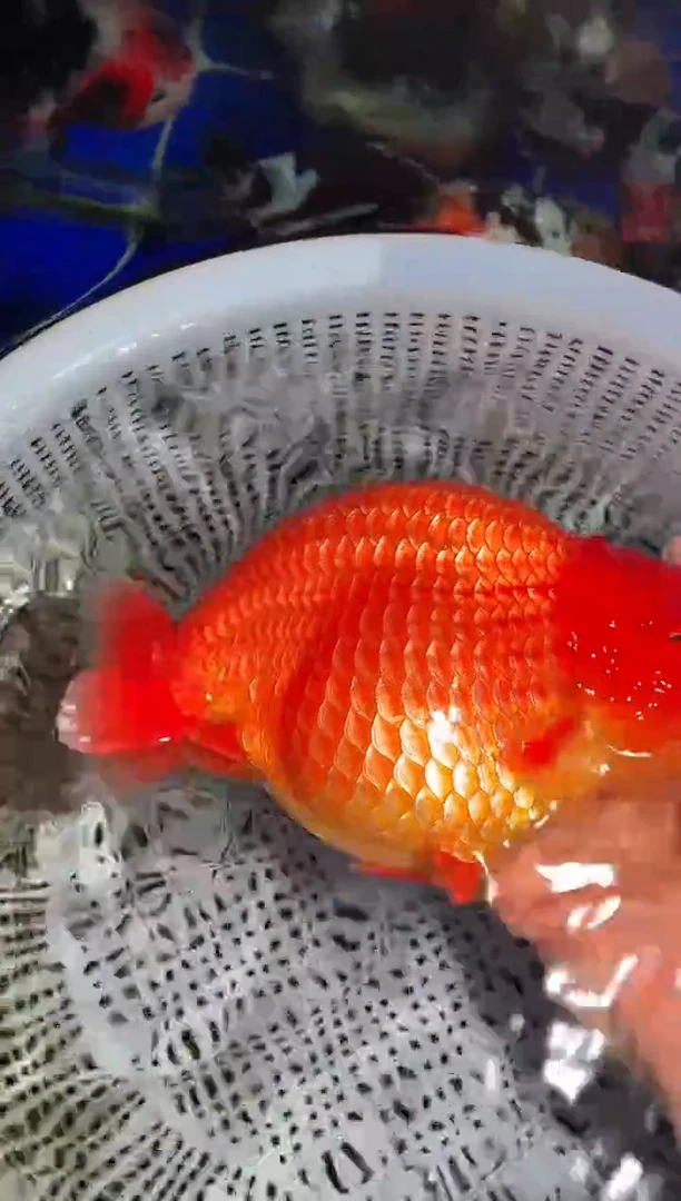 （运费自理，马印灯照射）福州追鱼兰寿金鱼