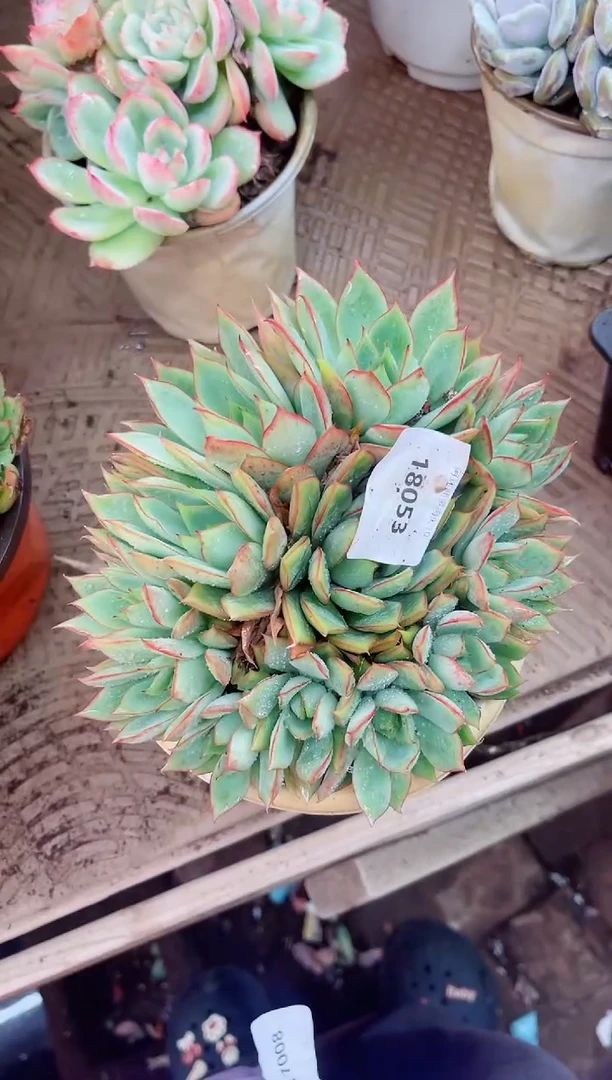梦***憾18053多肉植物一物一拍