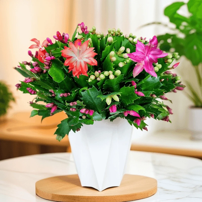 秋季新品双色蟹爪兰带花苞花开不断室内盆栽阳台绿植重瓣花卉好养