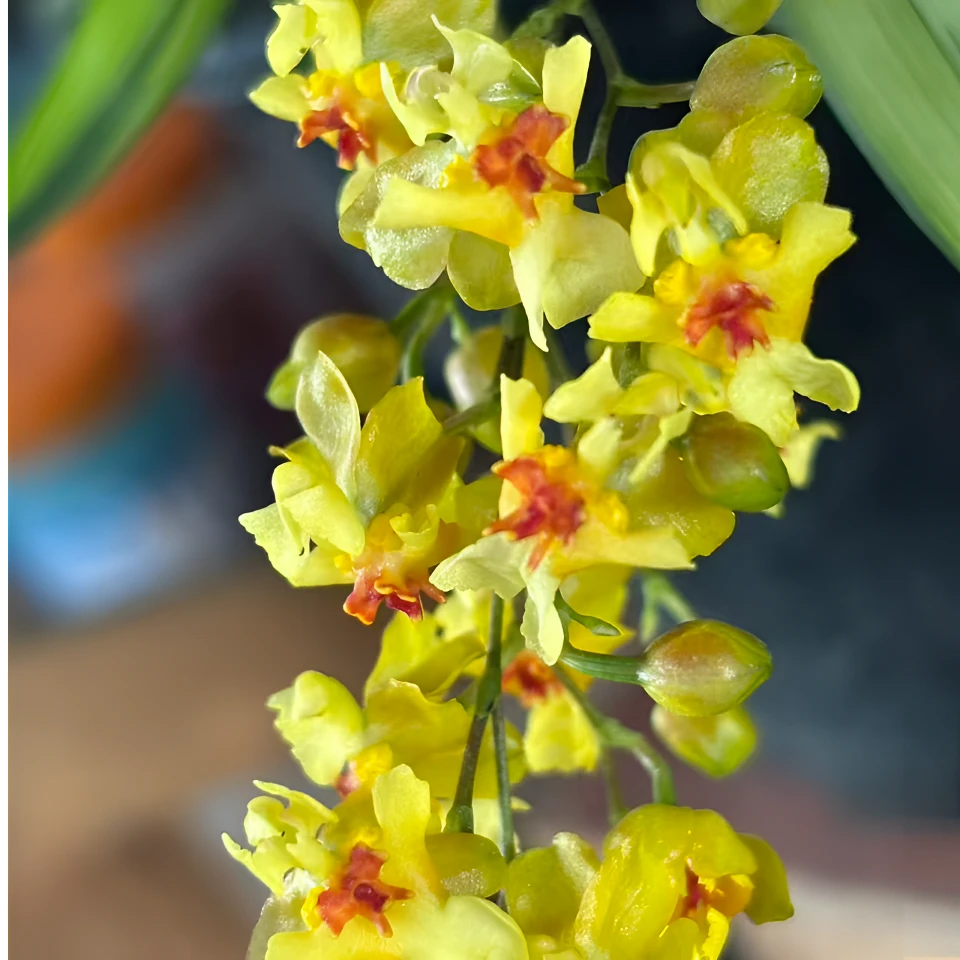 金边黄梦香兰 柠檬黄色文心兰 100号盆 7枝花剑熟花苞 树皮植料