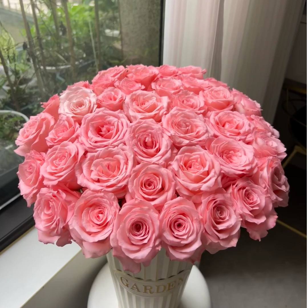 云南直发【戴安娜】玫瑰大苗月季阳台花卉四季开花办公室复色花卉