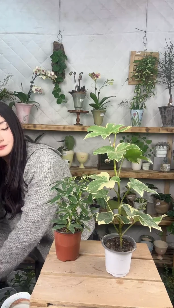 无花朵502花叶熊掌木育苗盆