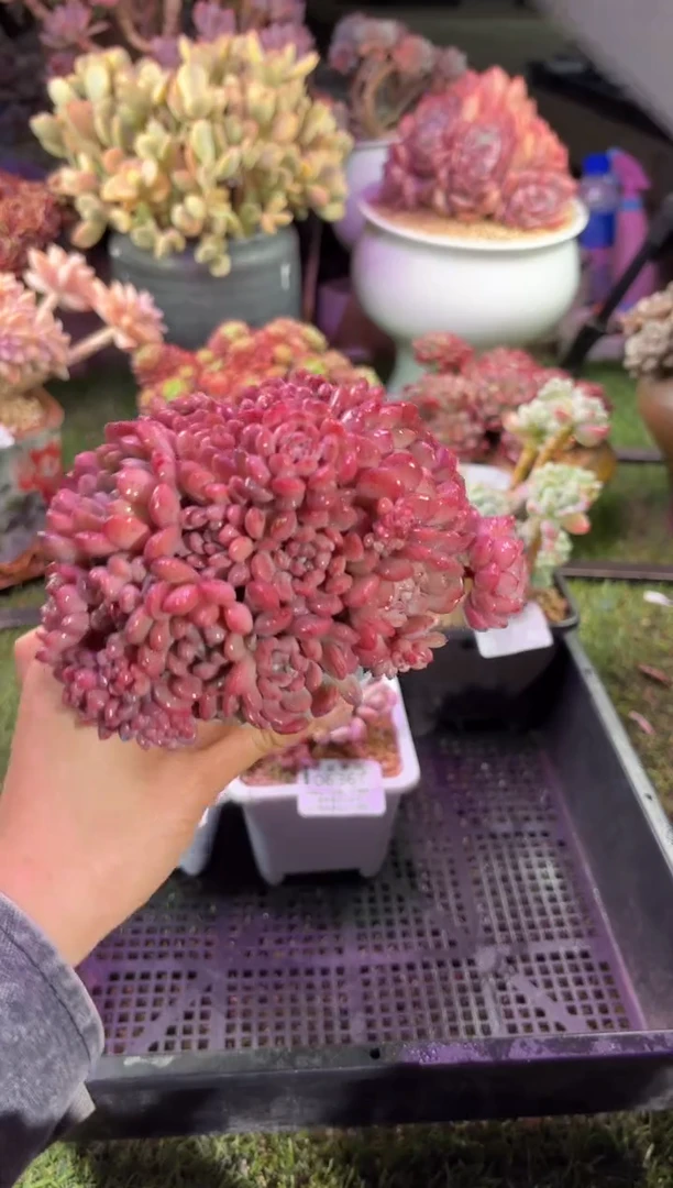 【闪购商品】06362