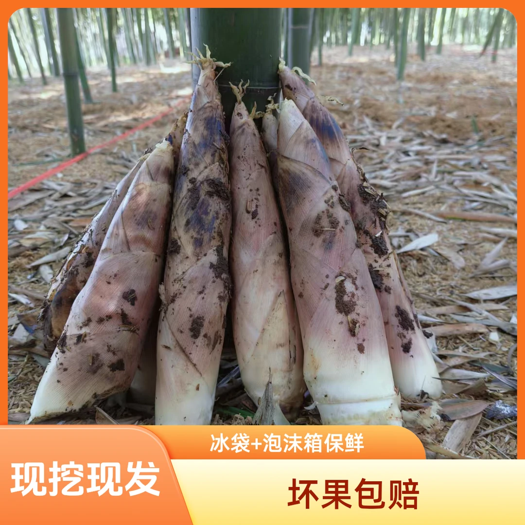 江西雷笋3斤5斤现挖现发春笋带壳笋油焖笋腌笃鲜去老根冰袋保鲜