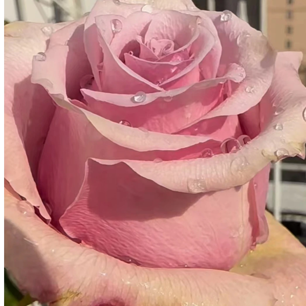 【卓昂玫瑰园】阿卡佩拉玫瑰四季开花大花庭院阳台切花高杯月季