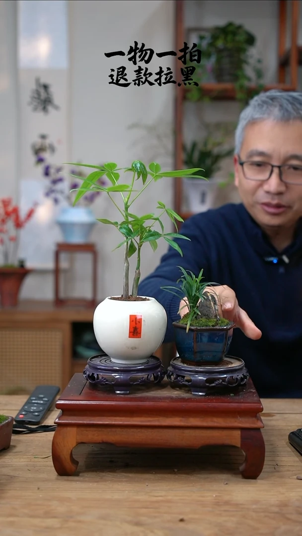 完全开放静*堂发财树+玉龙草426