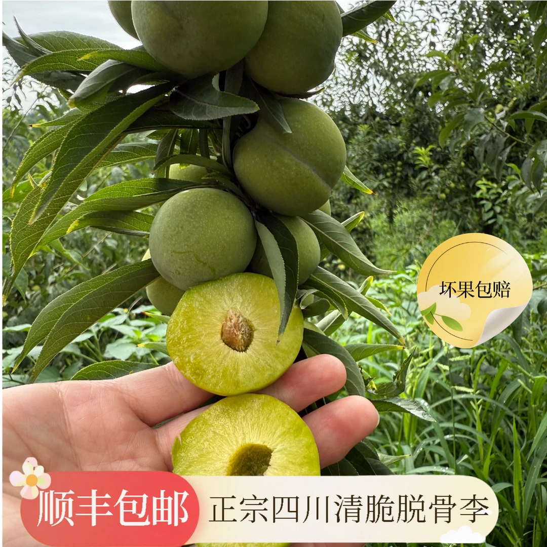 【顺丰包邮】正宗四川汉源青脆脱骨李酸甜可口小时候的味道坏果包赔
