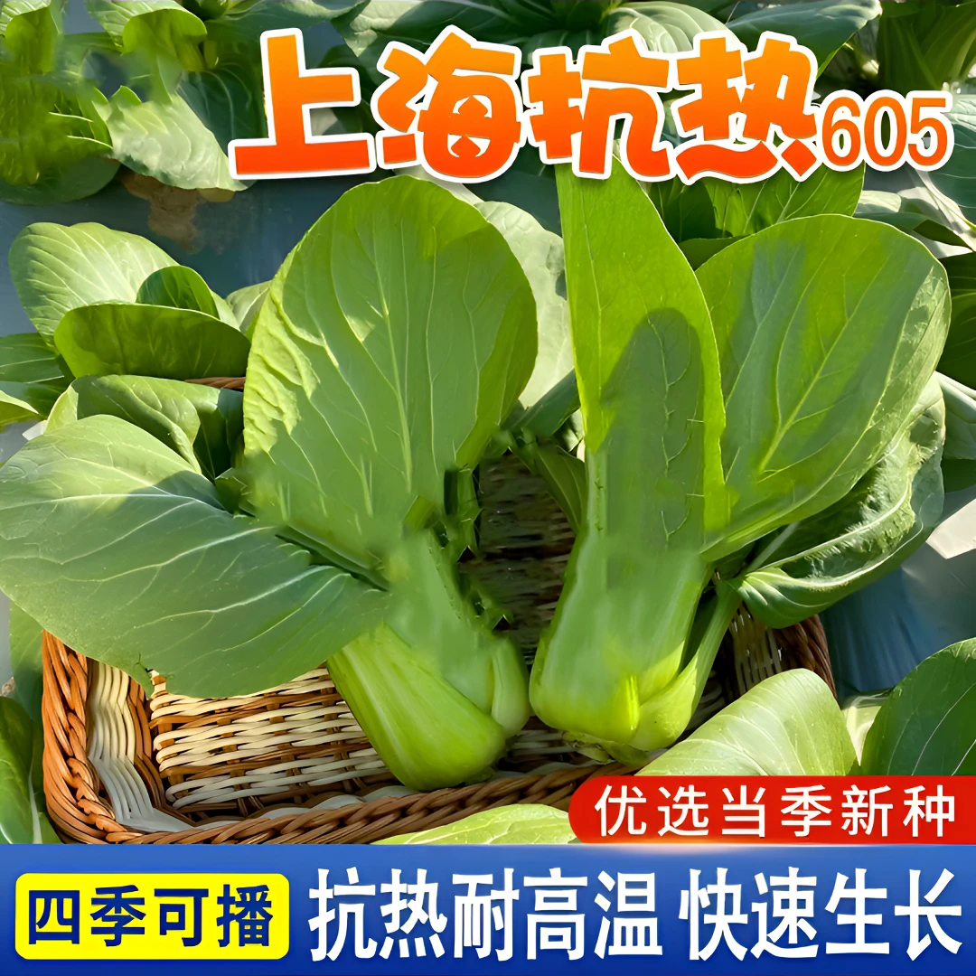 绿娜青梗菜抗热605青菜种子 夏季耐热阳台蔬菜种子