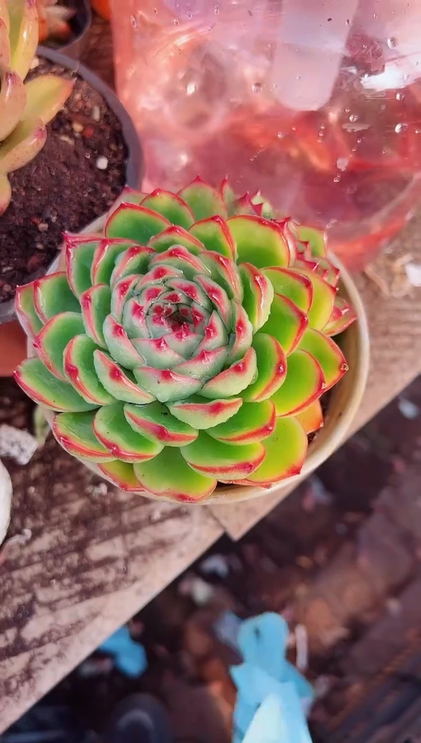 ✨****️多肉植物一物一拍15055
