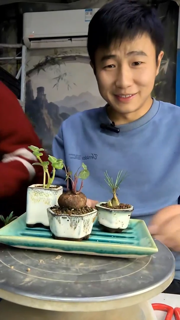 老****了中青园艺一物一拍34