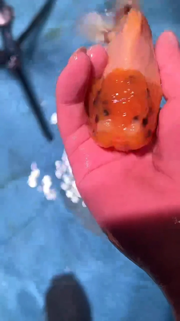 金鱼2单包邮  售后开箱视频