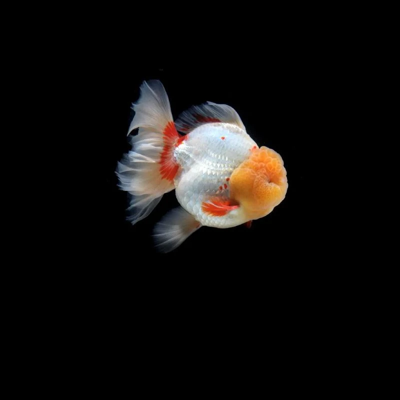 王子观赏鱼兰寿泰狮-2