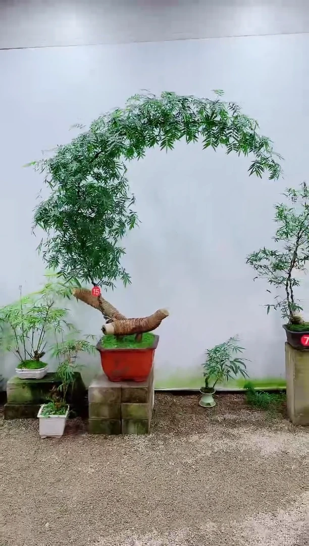 【闪购商品】竹子盆景竹子盆景