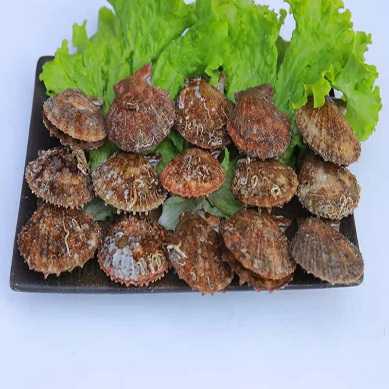 4+1斤扇贝栉孔贝 鲜活发货到货包鲜不包活