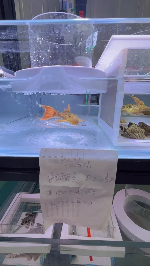 清道夫10不包入缸损64