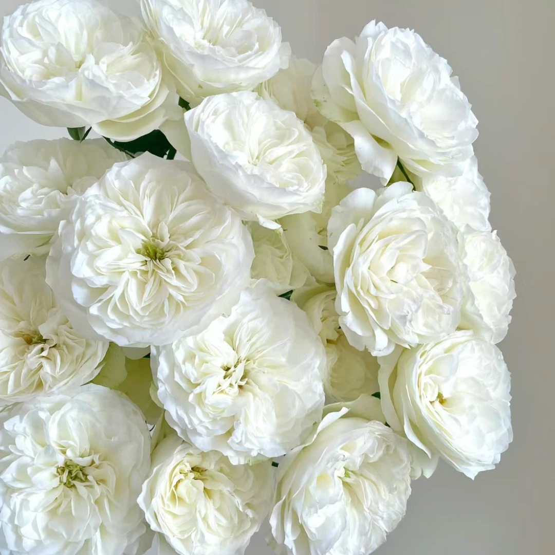 【植迷不误】泰勒 玫瑰 居家 花束 插花 云南鲜花 基地包邮直发