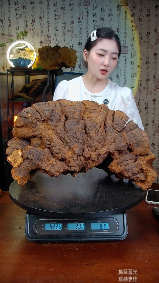 松针层孔菌中国大陆【藏区 野生】松树桑黄（8.44斤）110-120年份