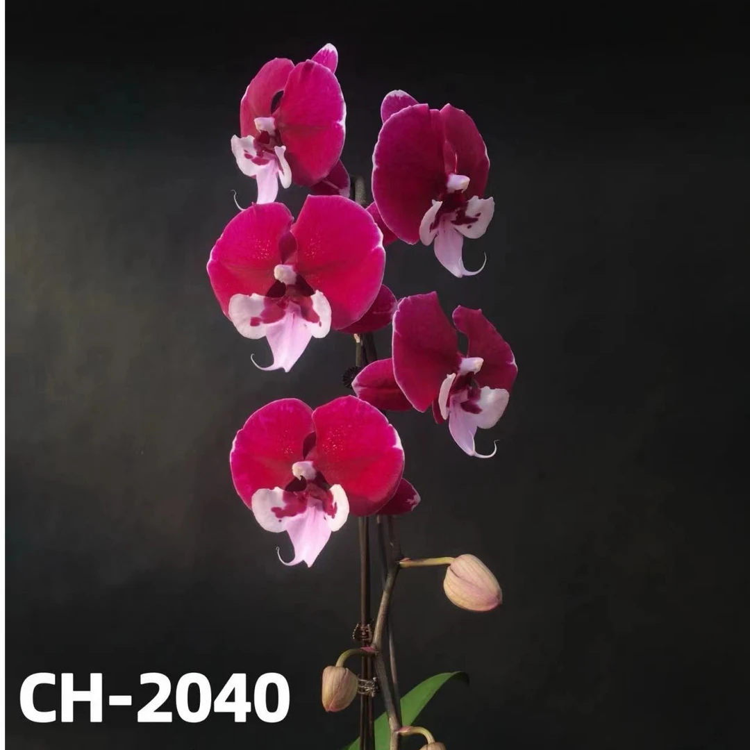 【瑕疵】宾利1花剑带花全开3.0