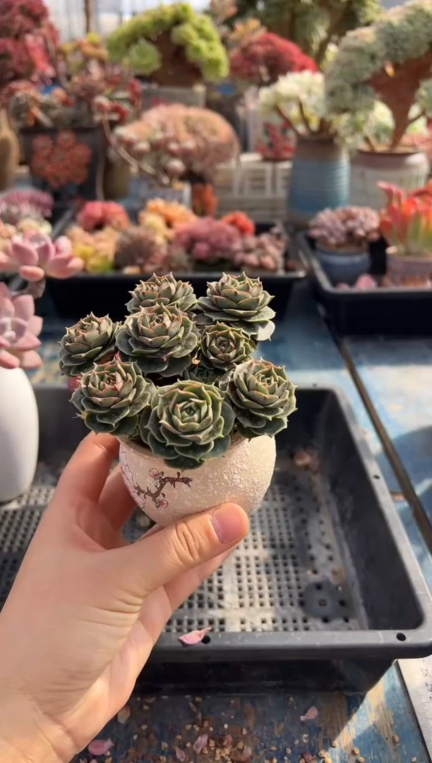 ?****?8                不带盆