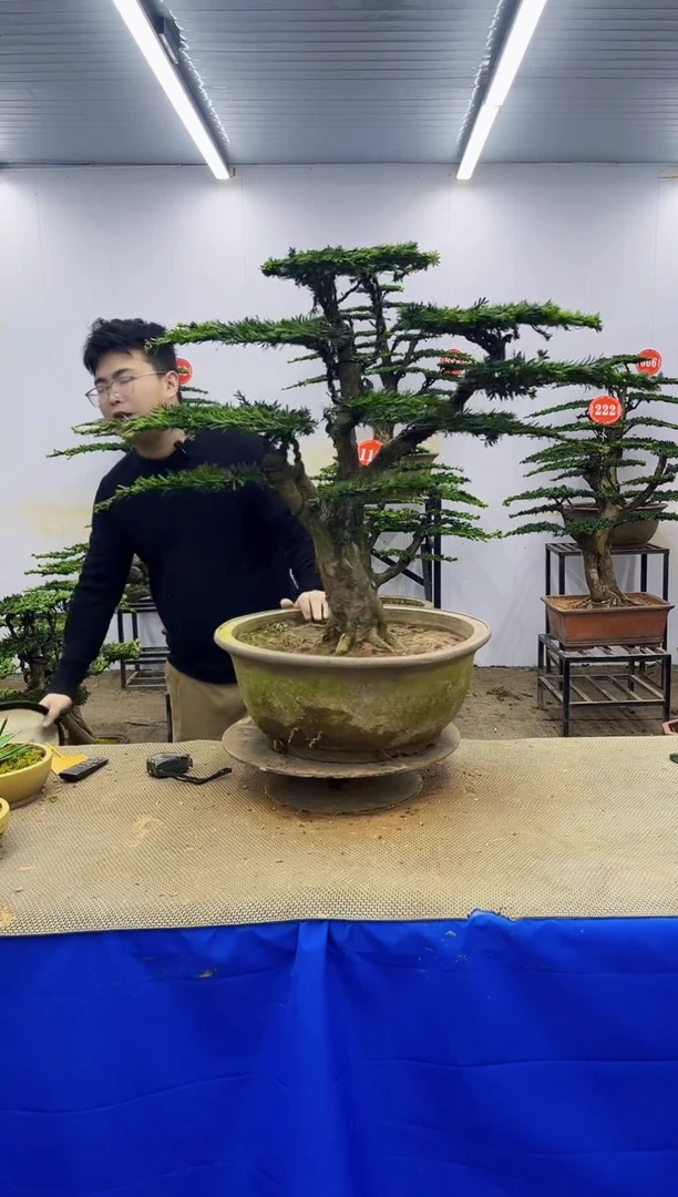 完全开放一物一拍，所见即所得