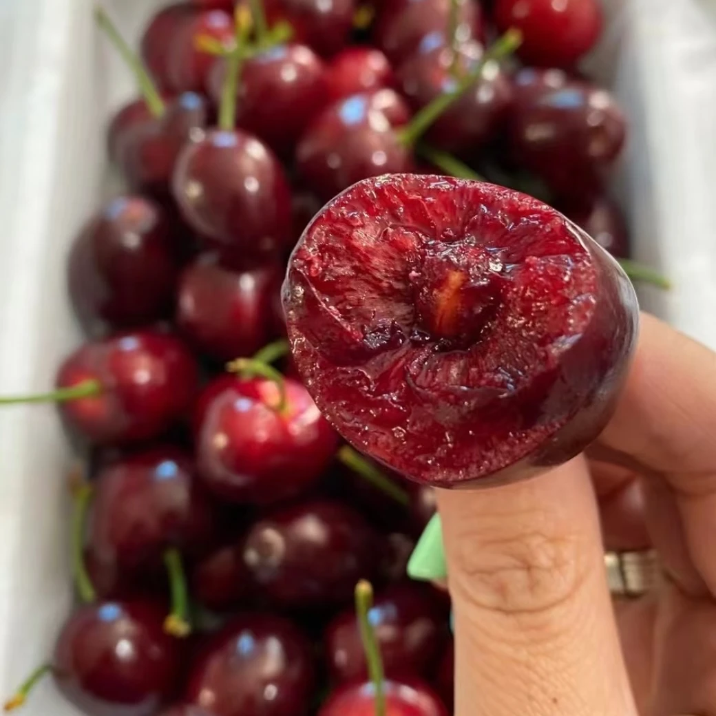 山东大樱桃  GJ美早山东省