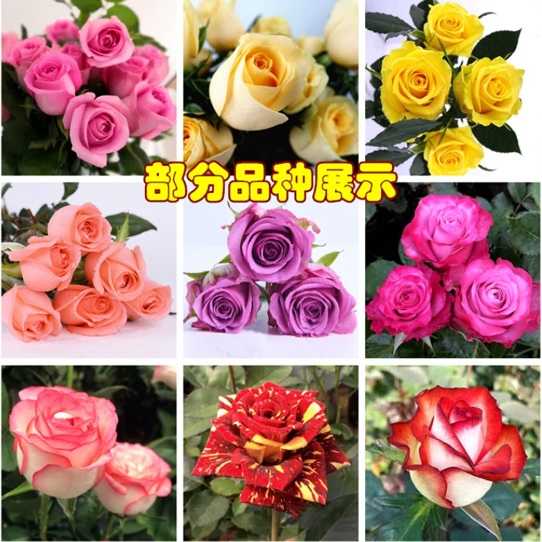 云南切花玫瑰苗 月季花苗当年开花 买三颗送一颗