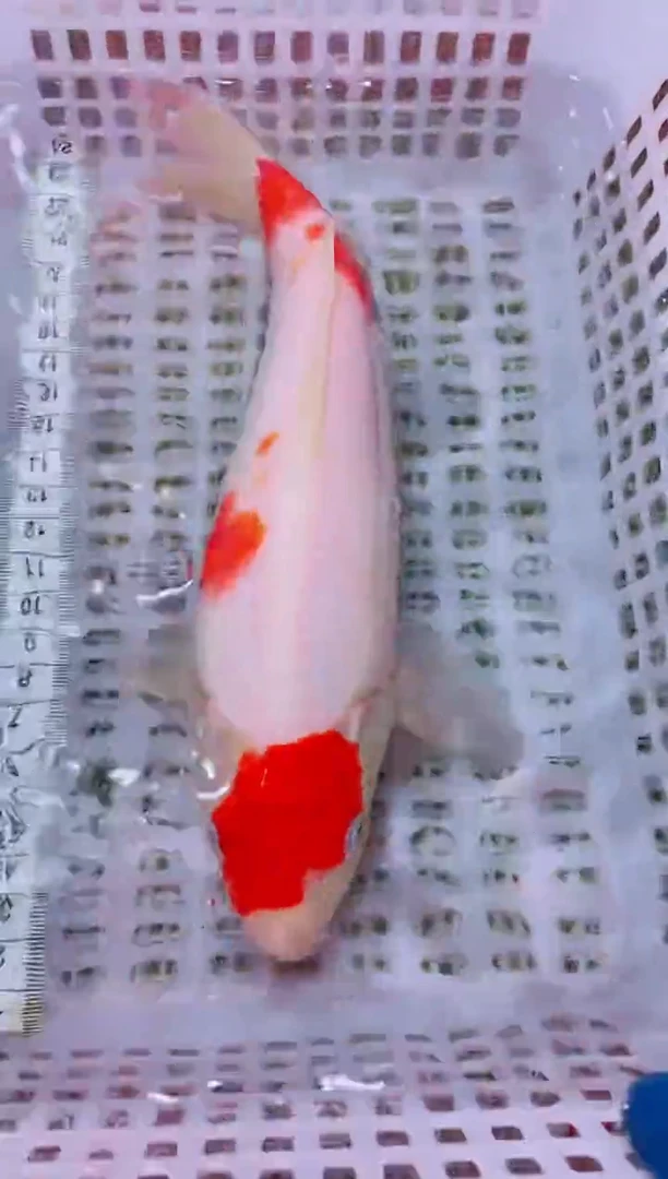 锦鲤冷水观赏鱼全场包邮40