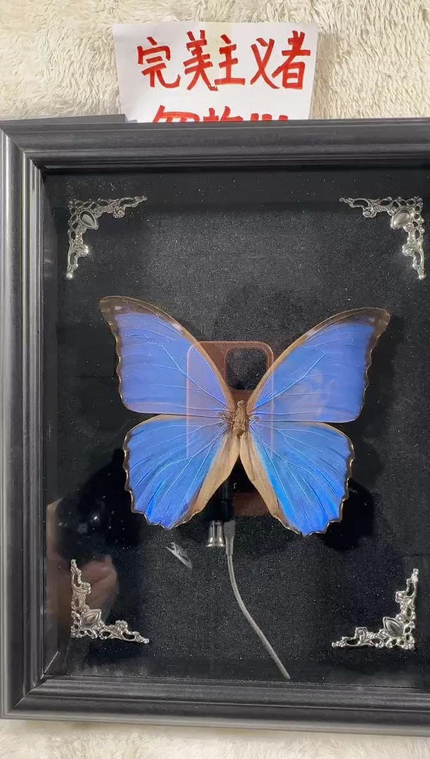 晕*仁大蓝闪蝶黑绒底