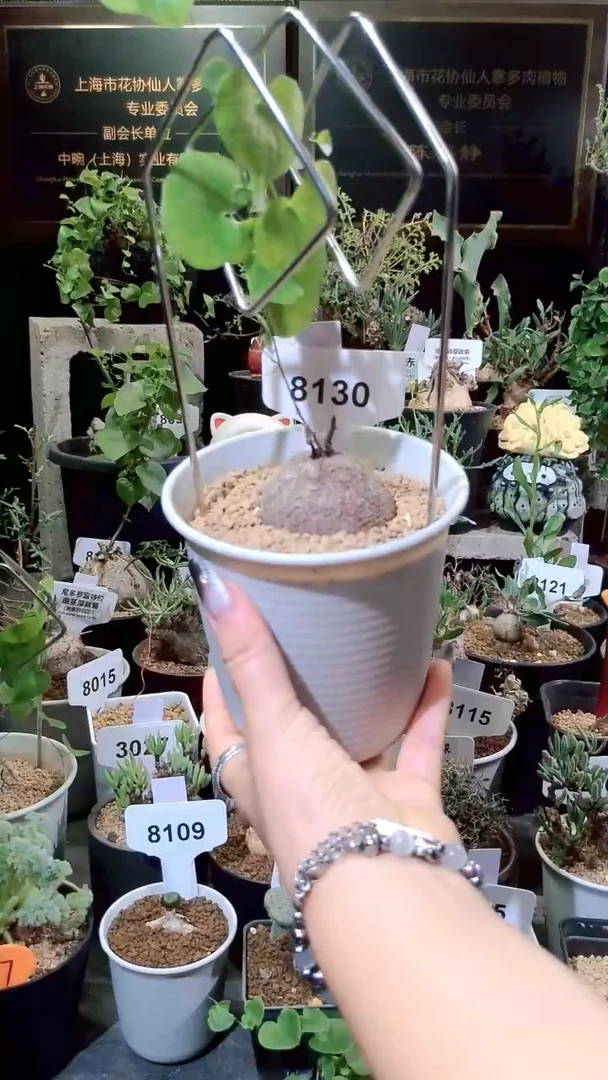 8130号1223甄选单颗南非龟甲龙