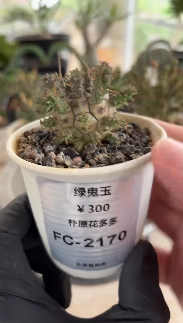 l****7绿鬼玉FC-2170