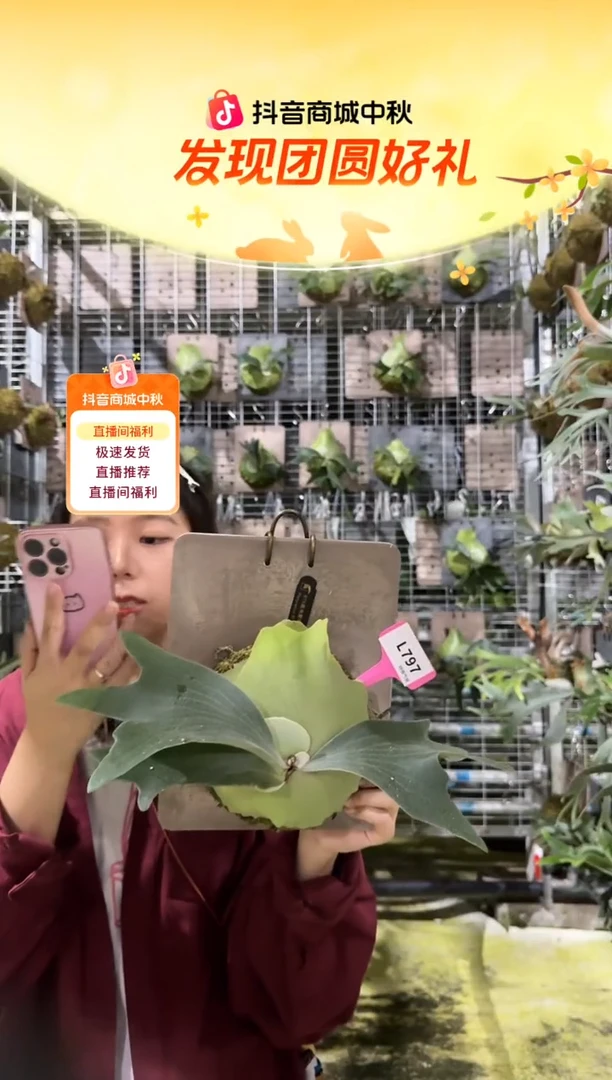 不开花植物L797-BTS孢子苗